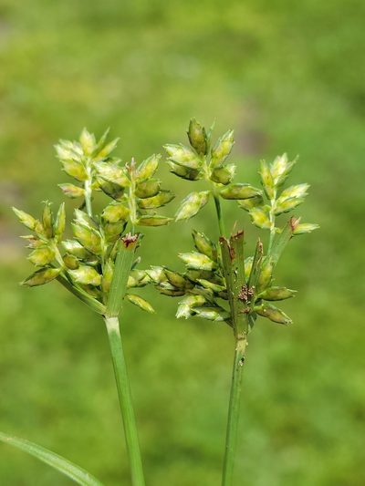 Cyperus hyalinus, photographed by Jay Horn