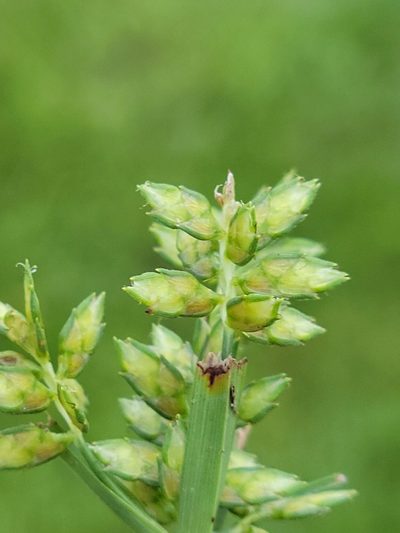 Cyperus hyalinus, photographed by Jay Horn