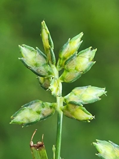 Cyperus hyalinus, photographed by Jay Horn