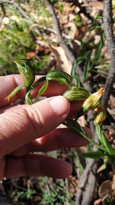 Pterostylis viriosa, photographed by Rosalie Lawrence