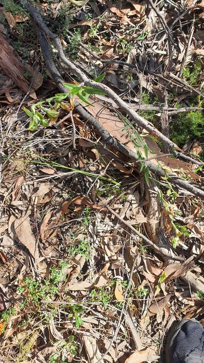 Pterostylis viriosa, photographed by Rosalie Lawrence
