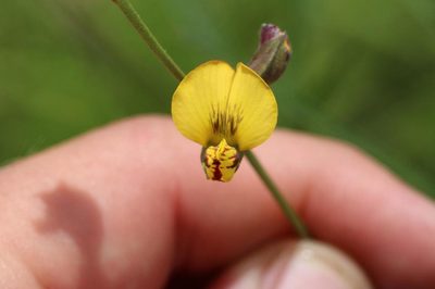 Argyrolobium tuberosum, photographed by Brian du Preez