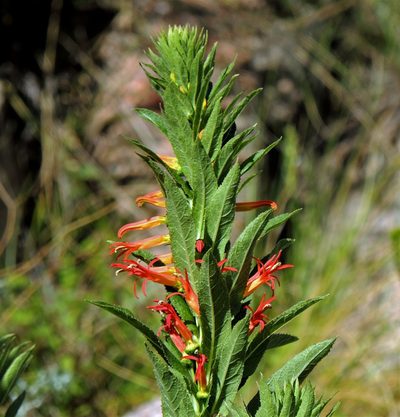 Siphocampylus foliosus, photographed by Hugo Hulsberg