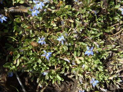 Lobelia galpinii, photographed by Nicola van Berkel