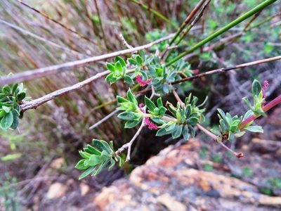 Cliffortia obovata, photographed by linkie