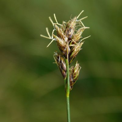 Carex divisa, photographed by Stephen Thorpe