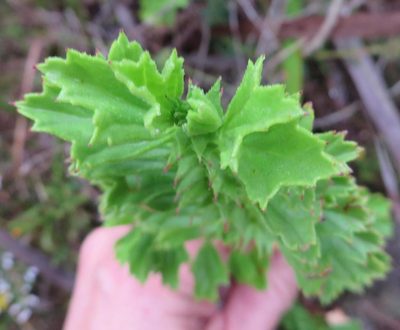 Pelargonium hermanniifolium, photographed by linkie