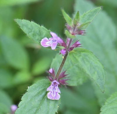 Stachys pilosa, photographed by Eric Lamb