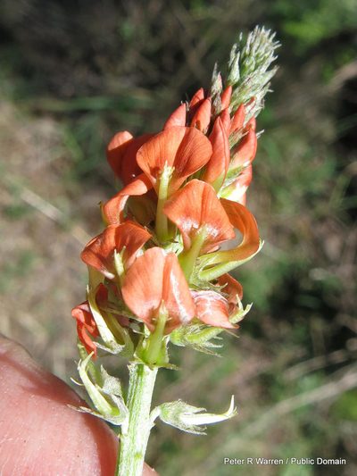 Indigastrum burkeanum, photographed by Peter Warren