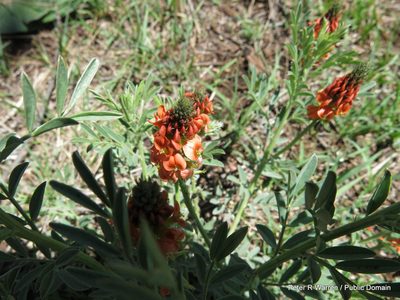Indigastrum burkeanum, photographed by Peter Warren
