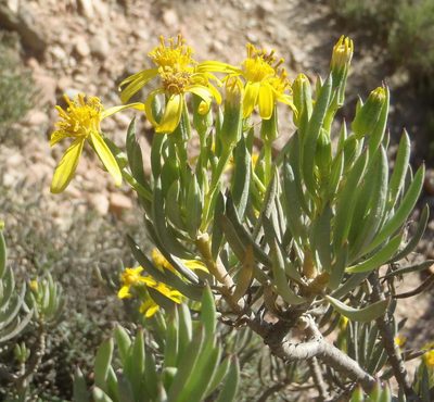 Senecio cotyledonis, photographed by Nicola van Berkel