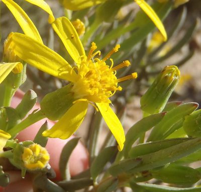 Senecio cotyledonis, photographed by Nicola van Berkel