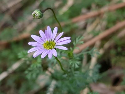 Brachyscome multifida, photographed by Lek Khauv