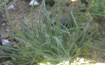 Plantago capillaris, photographed by Nicola van Berkel