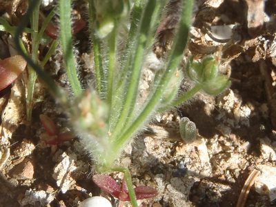 Plantago capillaris, photographed by Nicola van Berkel