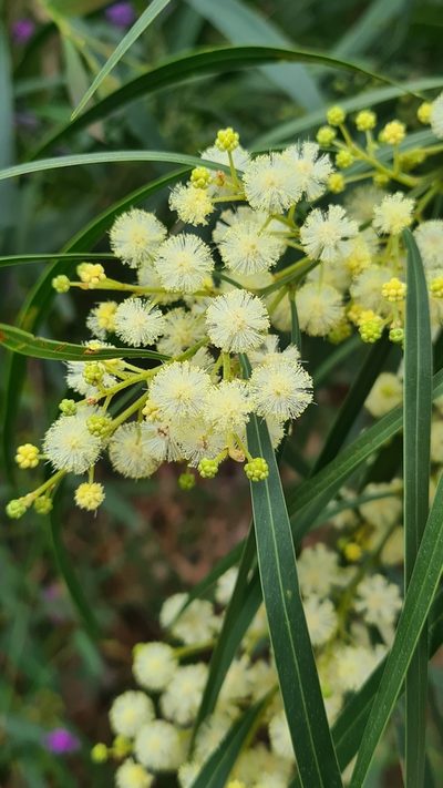 Acacia mabellae, photographed by Vale Jenny Conolly