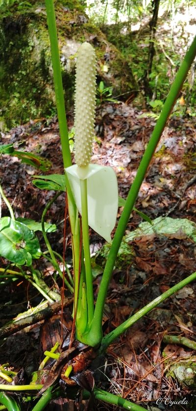 Anthurium huixtlense, photographed by Olvin Wilfredo Oyuela