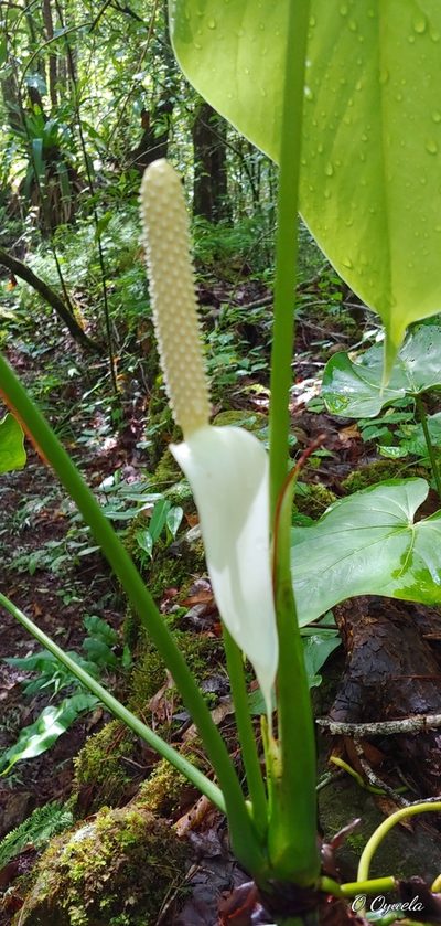 Anthurium huixtlense, photographed by Olvin Wilfredo Oyuela