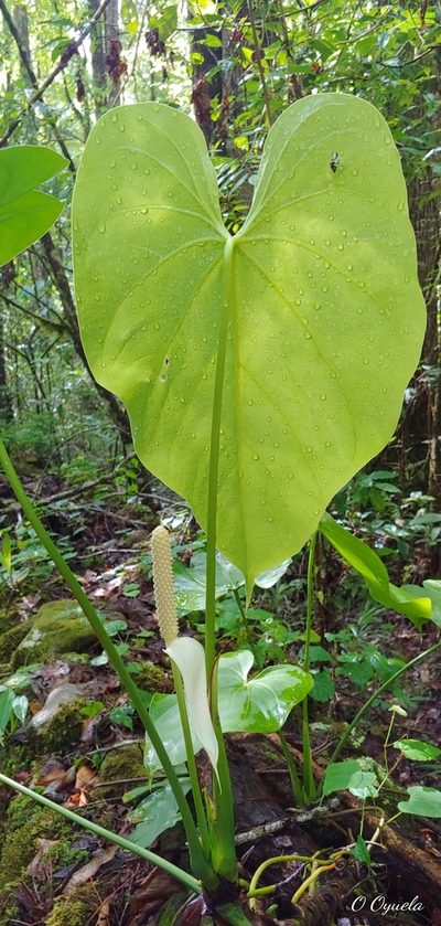 Anthurium huixtlense, photographed by Olvin Wilfredo Oyuela