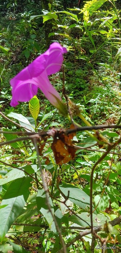 Ipomoea silvicola, photographed by Olvin Wilfredo Oyuela