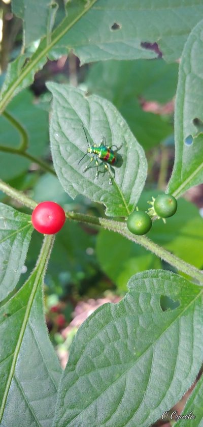Lycianthes arrazolensis, photographed by Olvin Wilfredo Oyuela