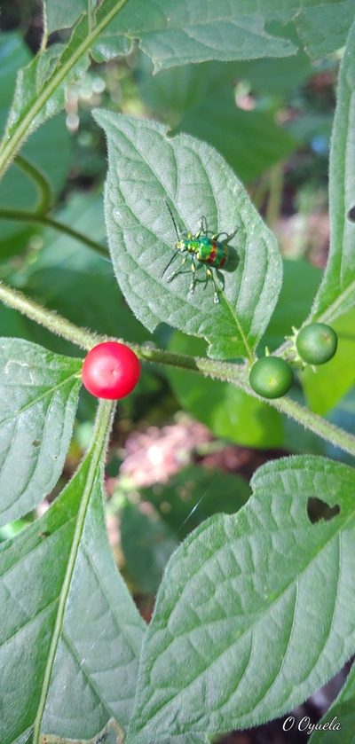 Lycianthes arrazolensis, photographed by Olvin Wilfredo Oyuela