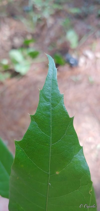 Quercus gulielmi-treleasei, photographed by Olvin Wilfredo Oyuela