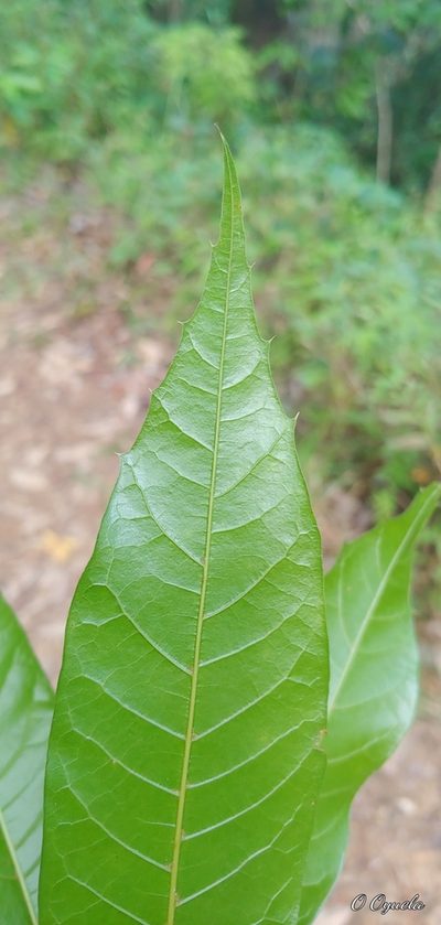 Quercus gulielmi-treleasei, photographed by Olvin Wilfredo Oyuela