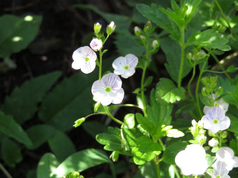 Veronica peduncularis, photographed by Марина