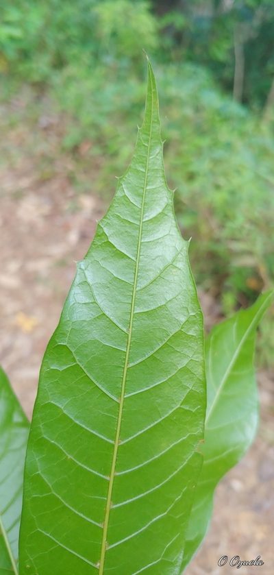 Quercus gulielmi-treleasei, photographed by Olvin Wilfredo Oyuela