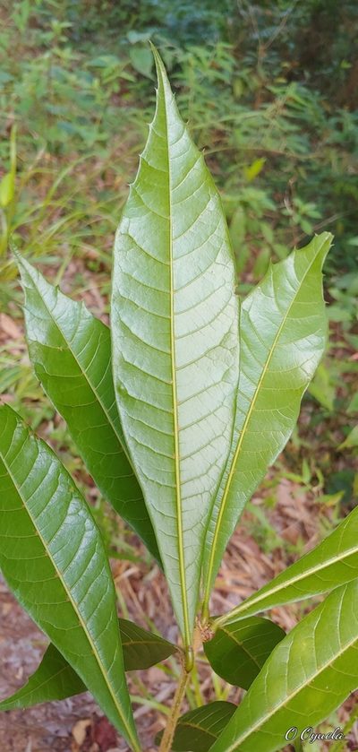 Quercus gulielmi-treleasei, photographed by Olvin Wilfredo Oyuela