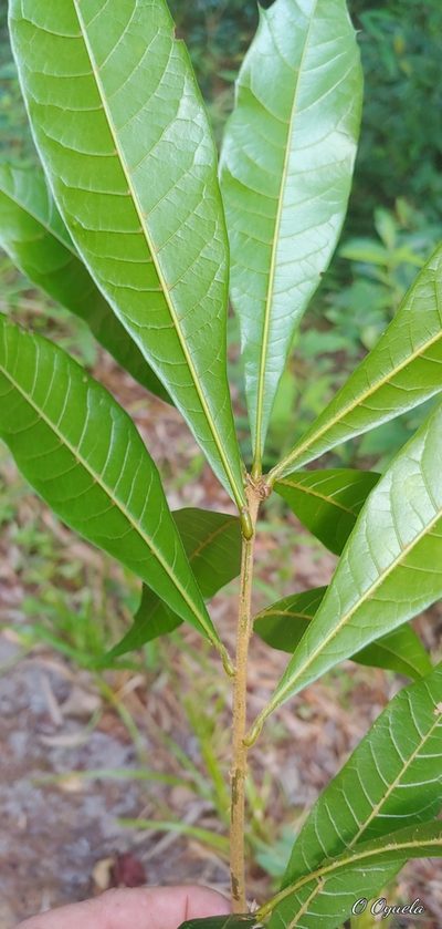 Quercus gulielmi-treleasei, photographed by Olvin Wilfredo Oyuela