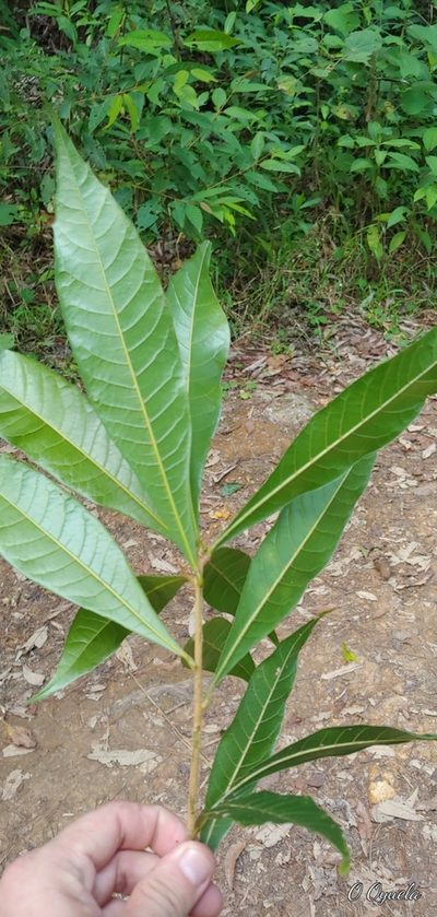 Quercus gulielmi-treleasei, photographed by Olvin Wilfredo Oyuela