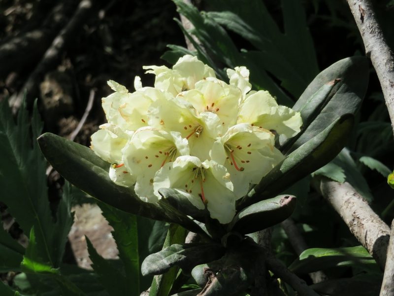 Rhododendron caucasicum, photographed by Марина