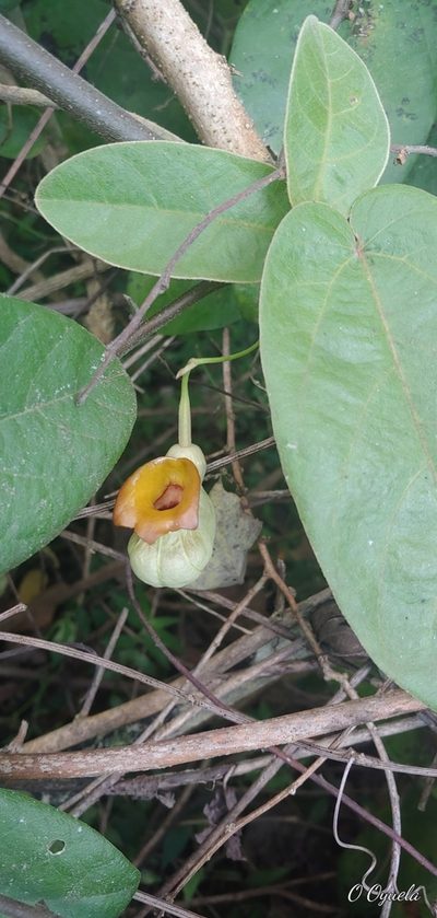 Aristolochia stevensii, photographed by Olvin Wilfredo Oyuela