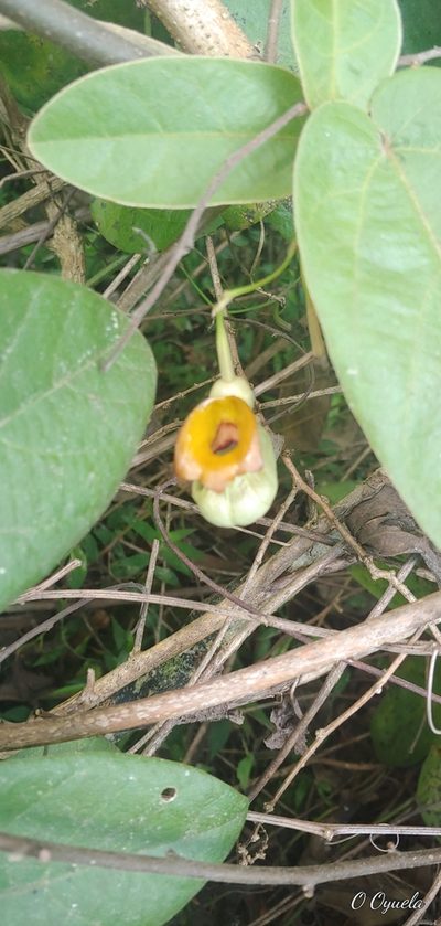 Aristolochia stevensii, photographed by Olvin Wilfredo Oyuela