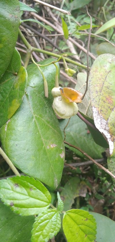 Aristolochia stevensii, photographed by Olvin Wilfredo Oyuela