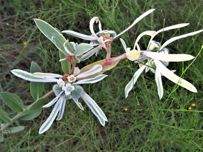 Euphorbia bicolor, photographed by Annika Lindqvist