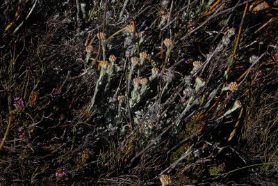 Helichrysum catipes, photographed by Tony Rebelo