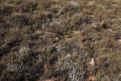 Helichrysum catipes, photographed by Tony Rebelo