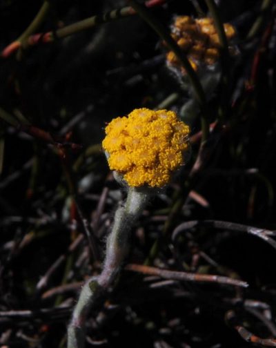 Helichrysum catipes, photographed by Tony Rebelo