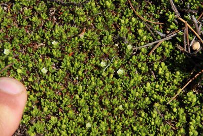 Acrosanthes parviflora, photographed by Tony Rebelo
