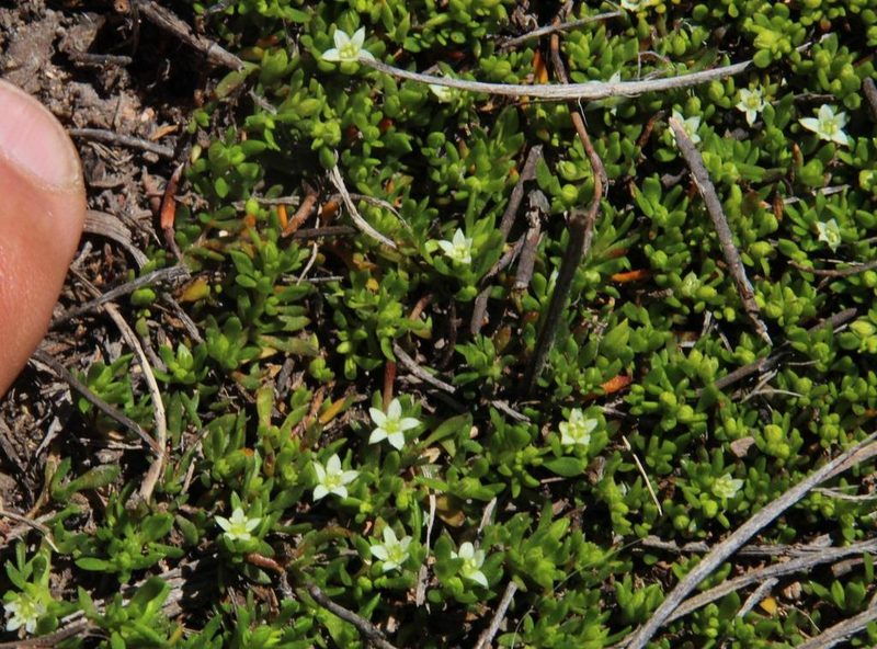 Acrosanthes parviflora, photographed by Tony Rebelo