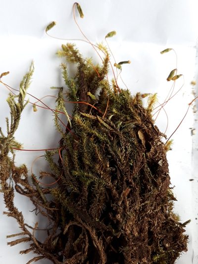 Breutelia pendula, photographed by Leon Perrie