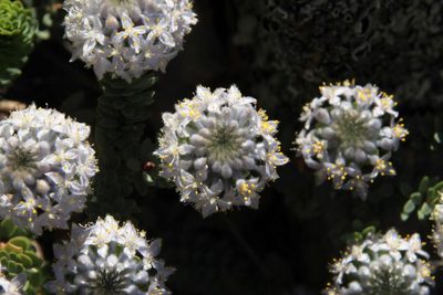 Lachnaea pomposa, photographed by Tony Rebelo