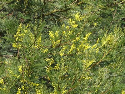 Acacia decurrens, photographed by Shaun Swanepoel