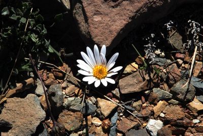 Dimorphotheca venusta, photographed by Tony Rebelo