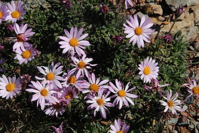 Dimorphotheca venusta, photographed by Tony Rebelo