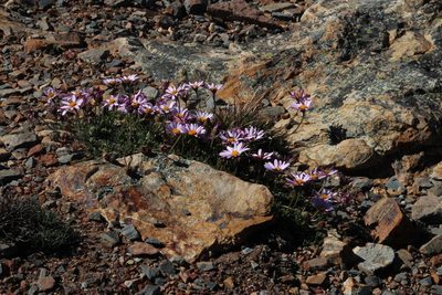 Dimorphotheca venusta, photographed by Tony Rebelo