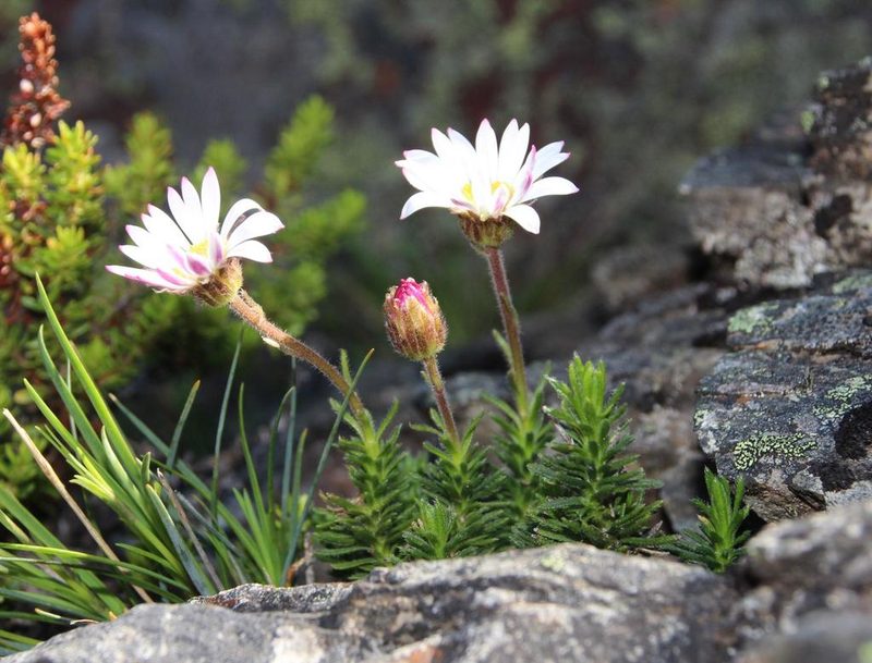 Polyarrhena imbricata, photographed by Tony Rebelo
